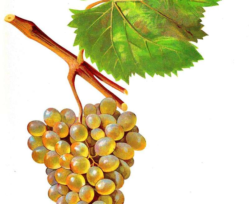 The wine made from Rkatsiteli grape variety/რქაწითელი/ Ркатсители