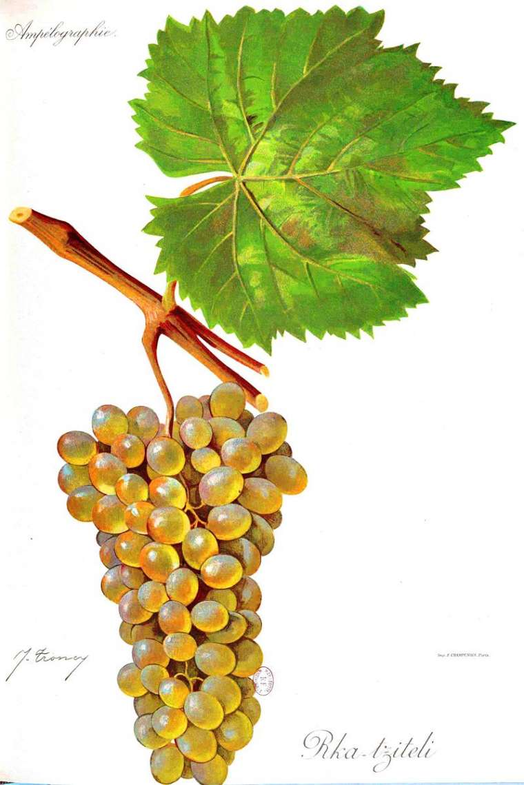 The wine made from Rkatsiteli grape variety/რქაწითელი/ Ркатсители