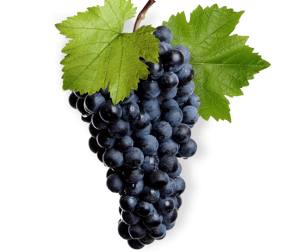 The wine made from Saperavi grape variety/ მუკუზანი/ Мукузани