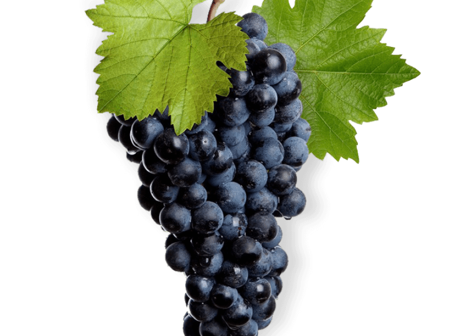 The wine made from Saperavi grape variety/ მუკუზანი/ Мукузани